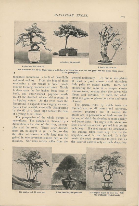 1900 Bonsai Miniature Dwarf Trees vintage article  