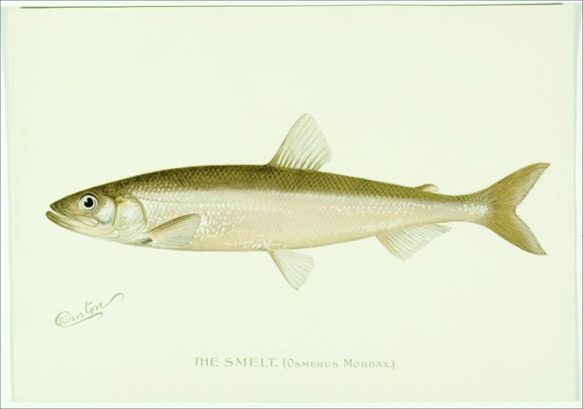 1896 Original Antique DENTON SMELT Fish Print  