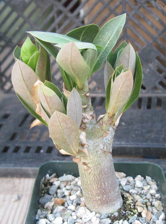 Adenium arabicum Gets Fat Trunk Fast Pink Flowers SM 12  