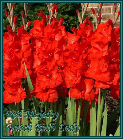 40 Gladiolus Corms ***53 Species Inside*** You Pick & Choose 