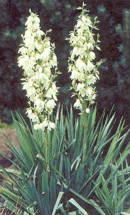 Yucca Adams Needle Filamentosa Seeds Pase Seeds  