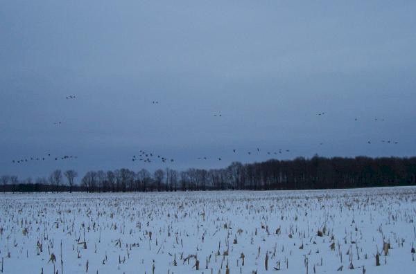 2012 2013 Guided Duck and/or Goose Hunts   BOOK NOW AND SAVE  