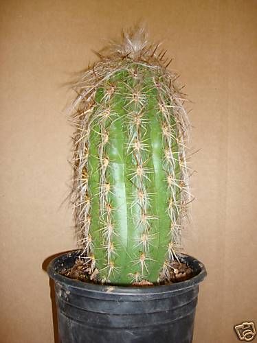 100 seeds (Oreocereus Trollii) Old man cactus  