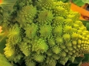 Cauliflower Seeds  Yellow Romanesco  200+ 2012 Seeds $1.69 Max 