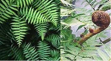 Hardy Rough Tree Fern (Cyathea australis)   1000 Spore  