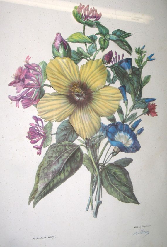 VINTAGE 3D BOTANICAL FLOWER BOUQUET LITHOGRAPH OUDART  