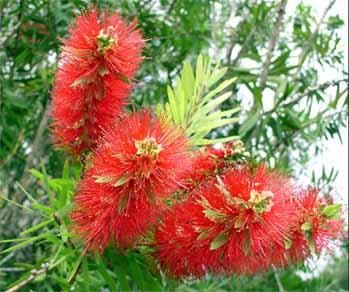 Stiff Bottlebrush (Callistemon rigidus)   250 Seed  