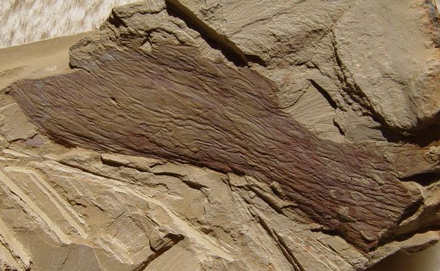 RCAnomalocaris Fragment ChengJiang Cambrian Predator #120116qxA 