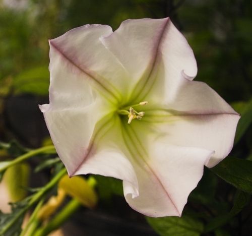 Datura ceratocaula Torna Loco Rare Water Loving Datura  