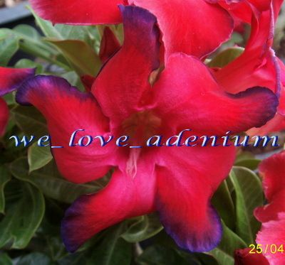 Adenium Obesum Desert Rose WEATHER RED 100 Seeds Frersh & viable 