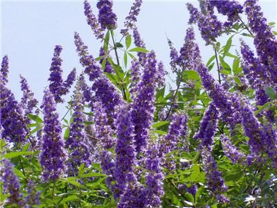 SEMILLAS 128 de Vitex/Agnus Castus del árbol casto