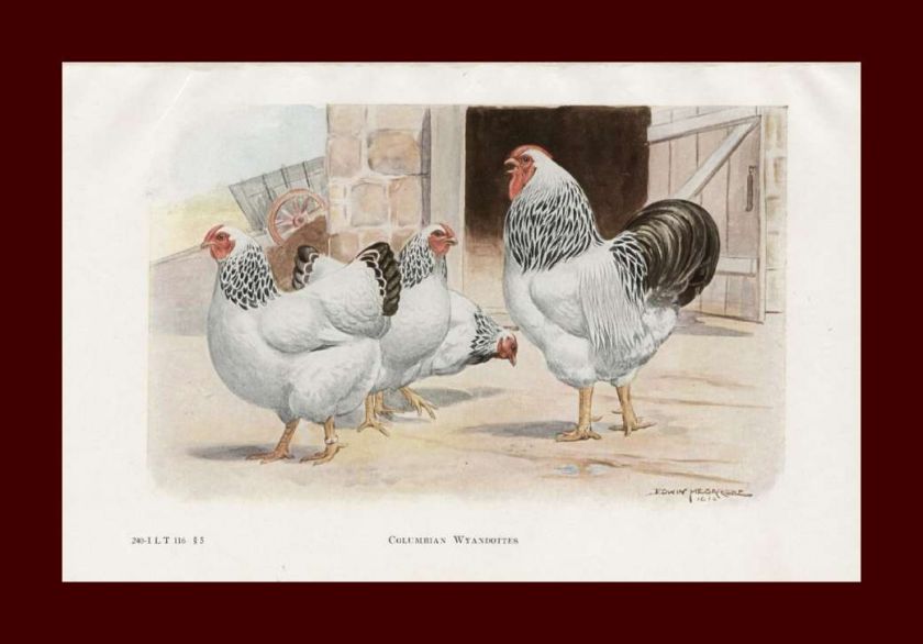 Columbian Wyandottes, Chickens, by Megargee, vintage1926  