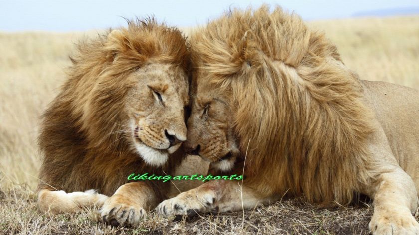 wonderful paintingthe pally lion couple on canvas  