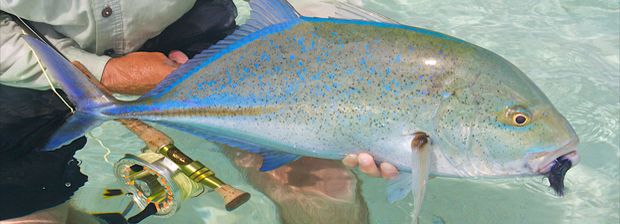 saltwater fly fishing is highly dependent on bait cover current