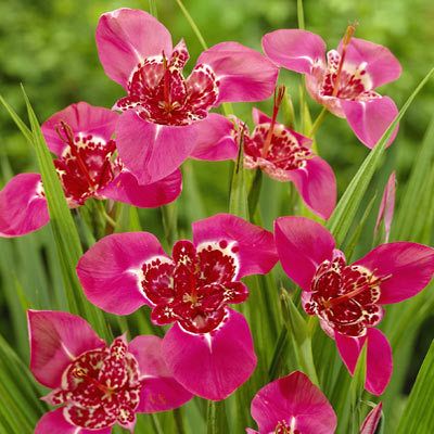 TIGER FLOWER TIGRIDIA BULBS~ROSE/WHT~PEACOCK IRIS GLADIOLUS(SWORD 