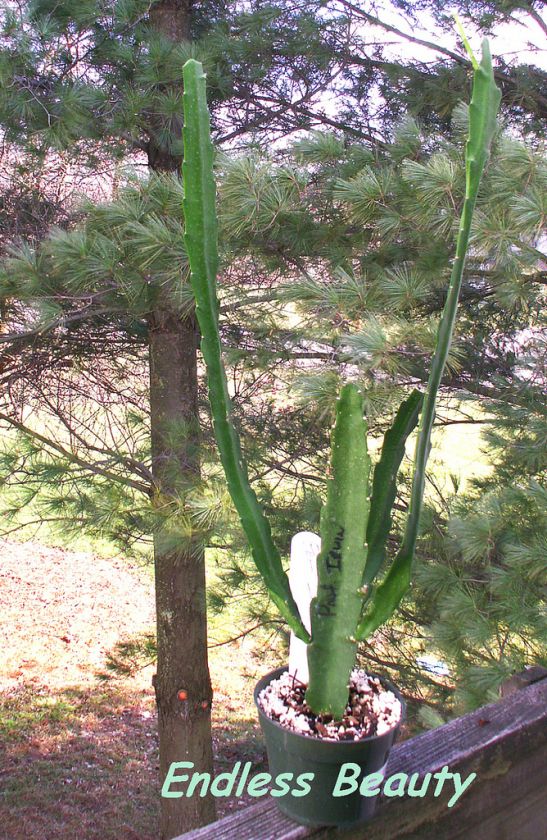   inch tall in height bloom color is red photo 1 is taken from my deck