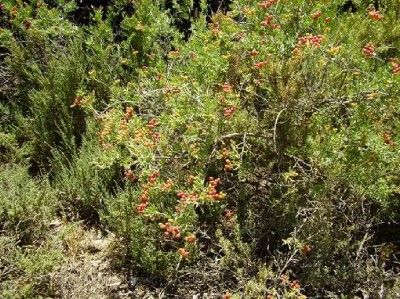 Native Plum Nitraria billardierei seeds N124  